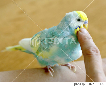 セキセイインコ セキセイインコ 16711913