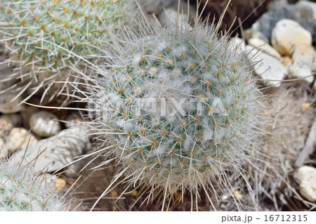サボテン（白珠丸） 16712315