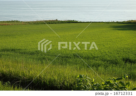 小麦畑から石狩湾を望む 16712331