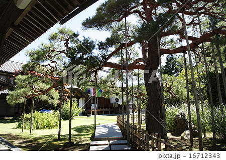 宝珠院　アカ松（御代田町） 16712343