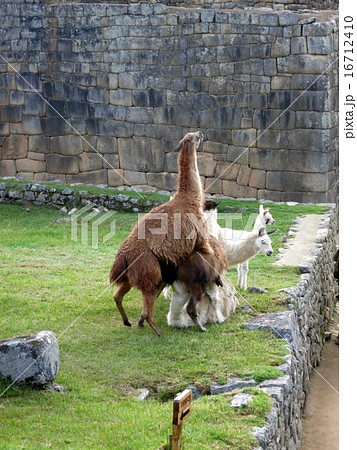マチュピチュで交尾するリャマの写真素材