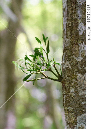 ケヤキに寄生したヤドリギ、縦構図（箱根湿生花園） 16712418