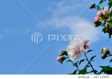 夏の花、ムクゲと青空のコピースペース 16712600