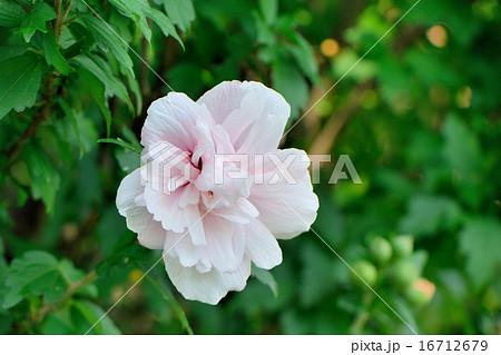 八重咲き木槿の花のクローズアップ 16712679