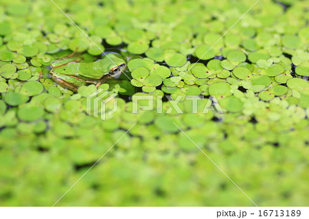 カエル 16713189