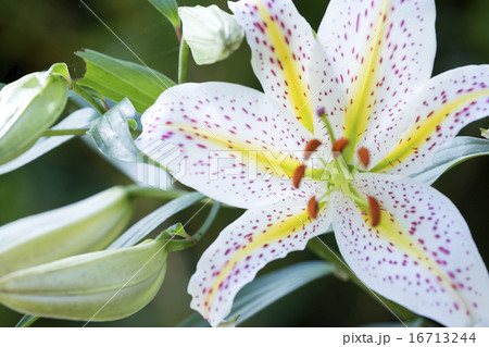 ヤマユリ 16713244