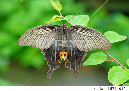 黒アゲハ 黒アゲハ 16714012