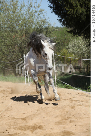 Amazign white andalusian stallion moving 16714465