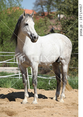 Beautiful andalusian stallion in spring Beautiful andalusian stallion in spring 16714467