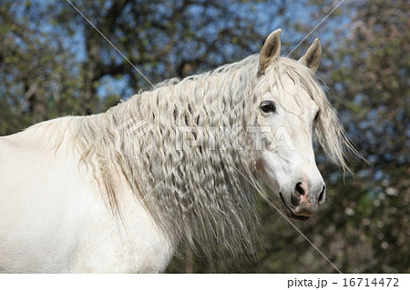 Andalusian mare with long hair in spring 16714472