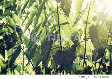 Urtica dioica, often called common nettle or stinging nettle 16714660