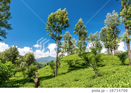 Beautiful tea estate in srilanka Beautiful tea estate in srilanka 16714706