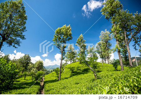 Beautiful tea estate in srilanka 16714709