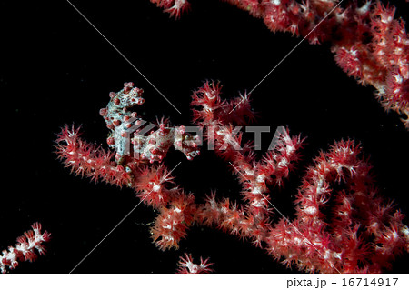 Bargibanti Pigmy Sea Horse 16714917