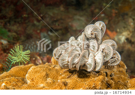 crinoid underwater while diving crinoid underwater while diving 16714934
