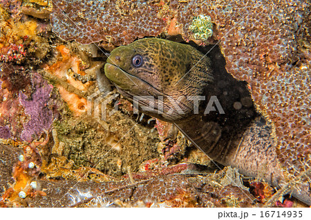 Eel mooray portrait in the nest Eel mooray portrait in the nest 16714935