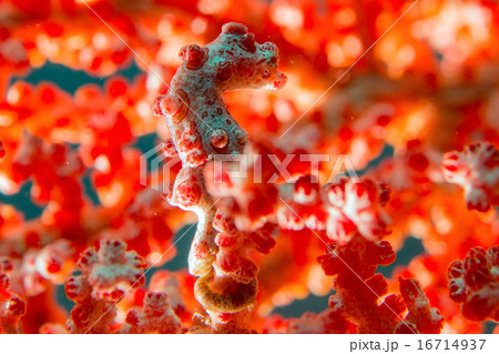 Bargibanti Pigmy Sea Horse 16714937