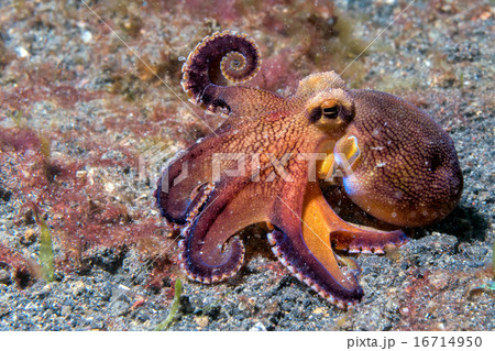 coconut octopus underwater macro portrait on sand 16714950