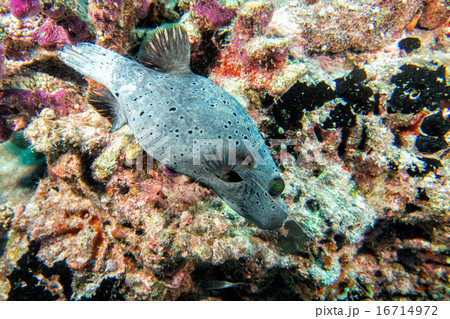 colorful ball puffer fish on the reef background 16714972