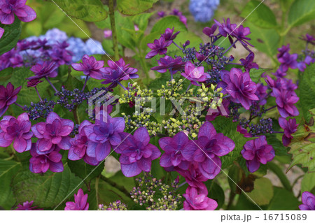 紫陽花 紫陽花 16715089