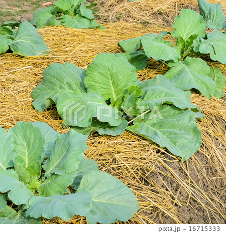 Green cabbage plantation 16715333