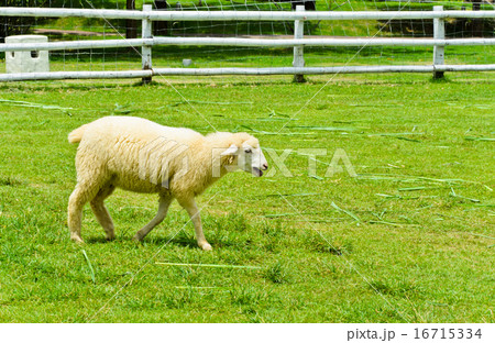Sheep in green field 16715334