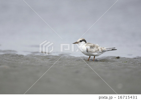 コアジサシ幼鳥 16715431