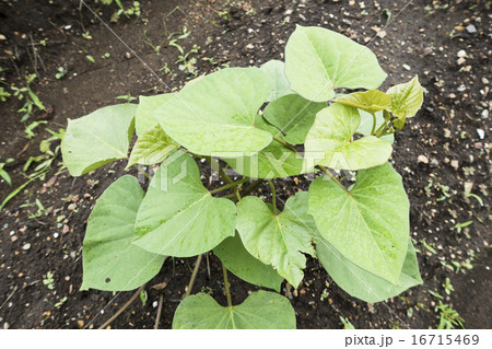 シルクスイートの蔓 16715469