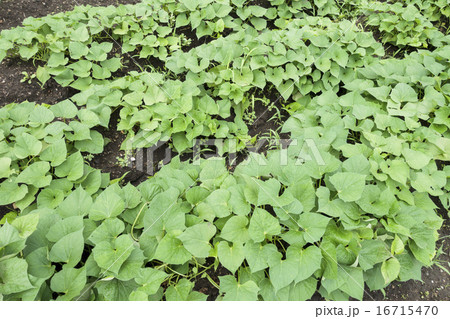 シルクスイートの蔓 16715470