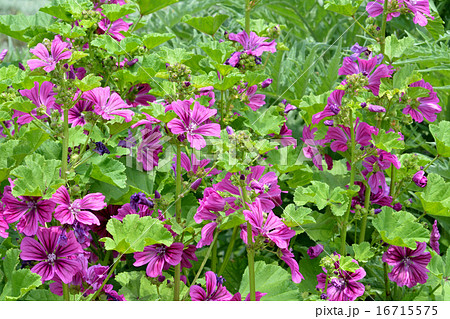 ウスベニアオイ ウスベニアオイ 16715575