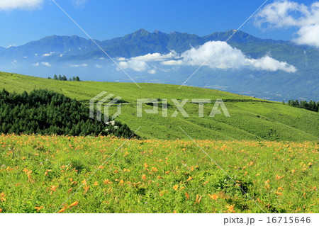 ニッコウキスゲ咲く霧ヶ峰高原から南アルプスを望む ニッコウキスゲ咲く霧ヶ峰高原から南アルプスを望む 16715646