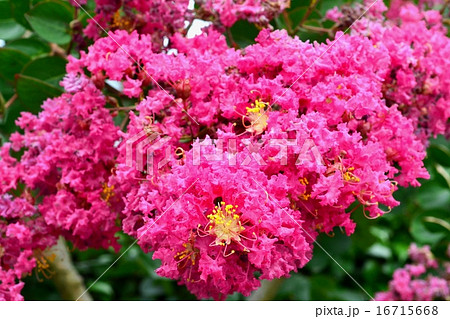 サルスベリの花 サルスベリの花 16715668