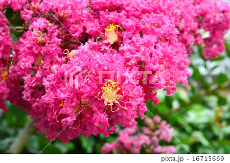 サルスベリの花 サルスベリの花 16715669