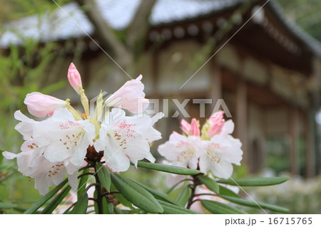 京都宝厳院の境内に咲くしゃくなげ 京都宝厳院の境内に咲くしゃくなげ 16715765