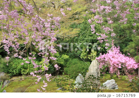 桜が咲く春の宝厳院の名園「獅子吼の庭」 16715769