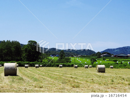 牧草地1 牧草地1 16716454