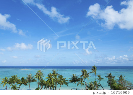 水平線とヤシの木 16716909