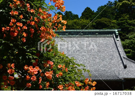 凌霄花と鎌倉妙本寺本堂 凌霄花と鎌倉妙本寺本堂 16717038