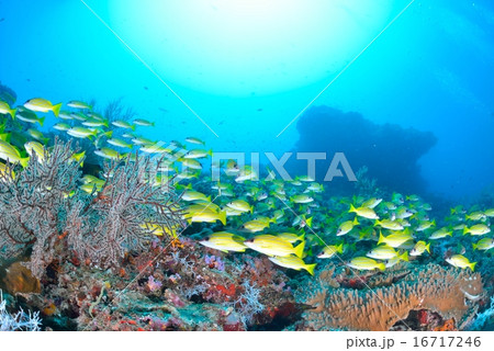 モルディブ 16717246