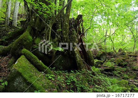 夏のスッカン沢　古い切り株 16717277