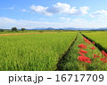 青空と、稲と、彼岸花 16717709