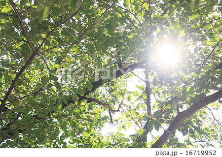 夏の日差し(日射し)と緑の画像 夏の日差し(日射し)と緑の画像 16719952