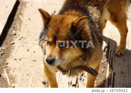 川上犬 川上犬 16720422