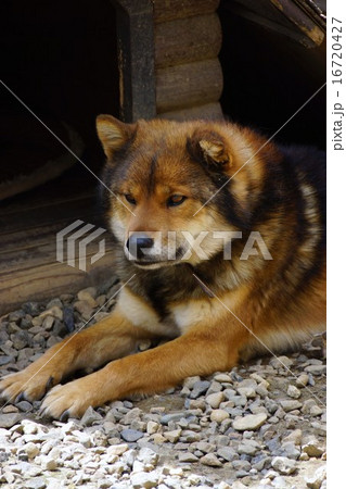 川上犬 川上犬 16720427