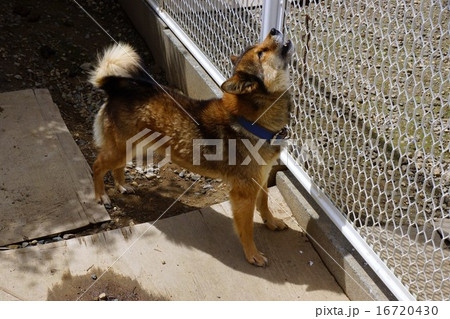 川上犬の遠吠 16720430