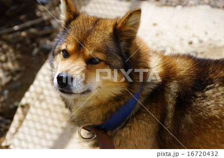 川上犬 川上犬 16720432