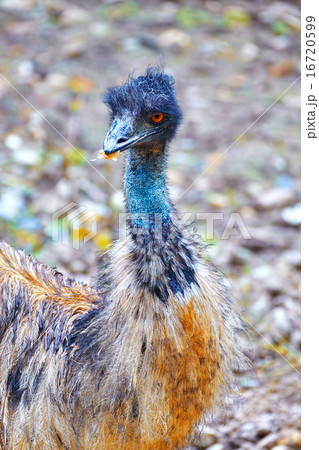 Ostrich Emu. 16720599