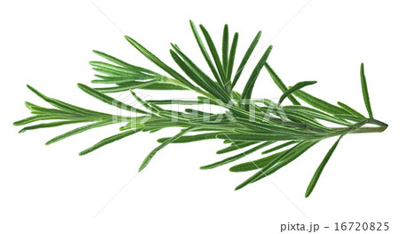 Rosemary leaves isolated on white background 16720825