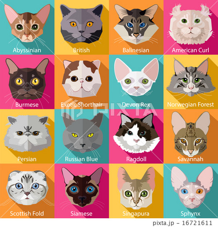 Set of flat popular breeds of cats icons.  16721611