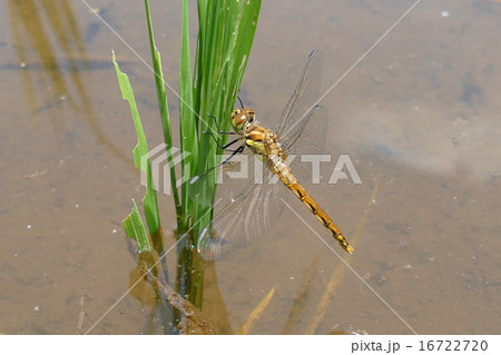 トンボ　アキアカネ 16722720